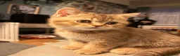British Shorthair cats for sale: Gorgeous British Shorthair kittens ready to leave. - Advert 13