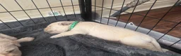 Golden Retriever dogs for sale: Beautiful Golden Retriever puppies - Advert 11