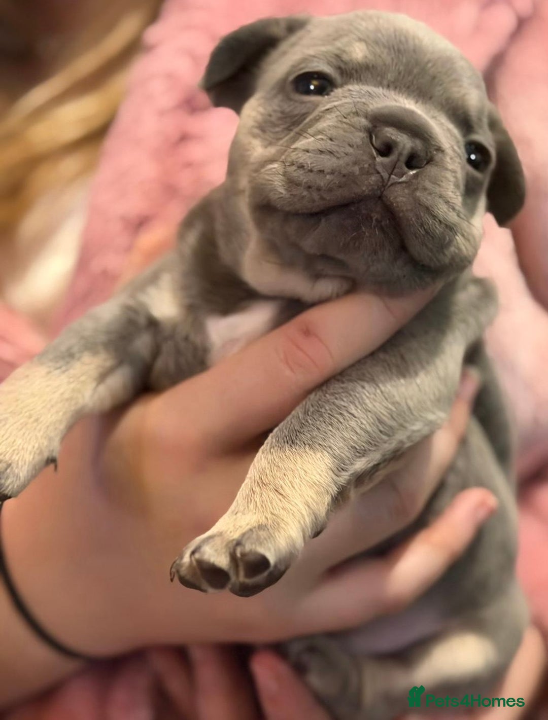 French Bulldog dogs for sale: French bulldog puppies  - Advert 4