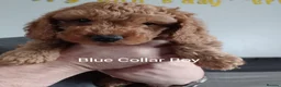 Cockapoo dogs for sale: Miniature cockapoo puppies  - Advert 2