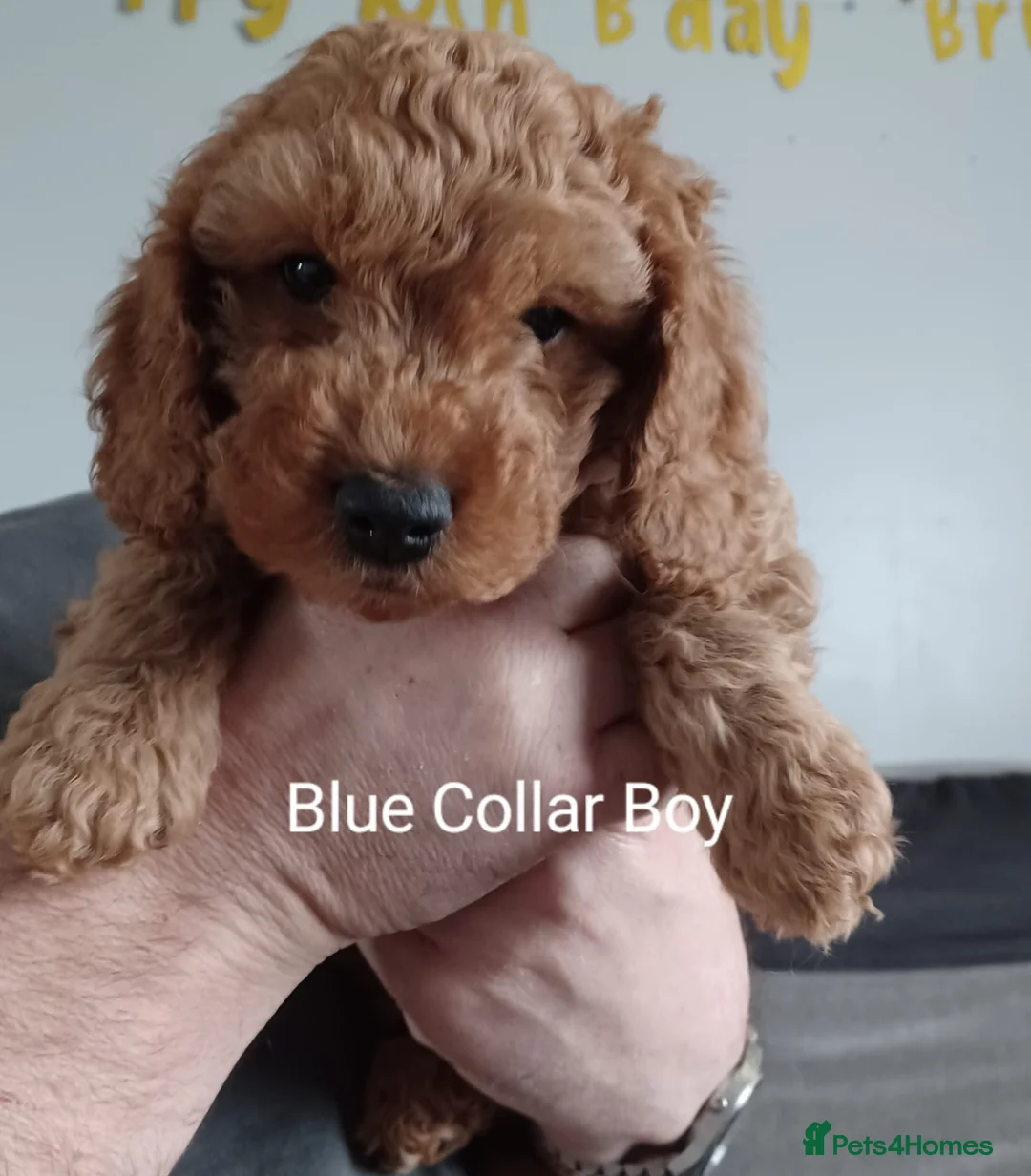 Cockapoo dogs for sale: Miniature cockapoo puppies  - Advert 2