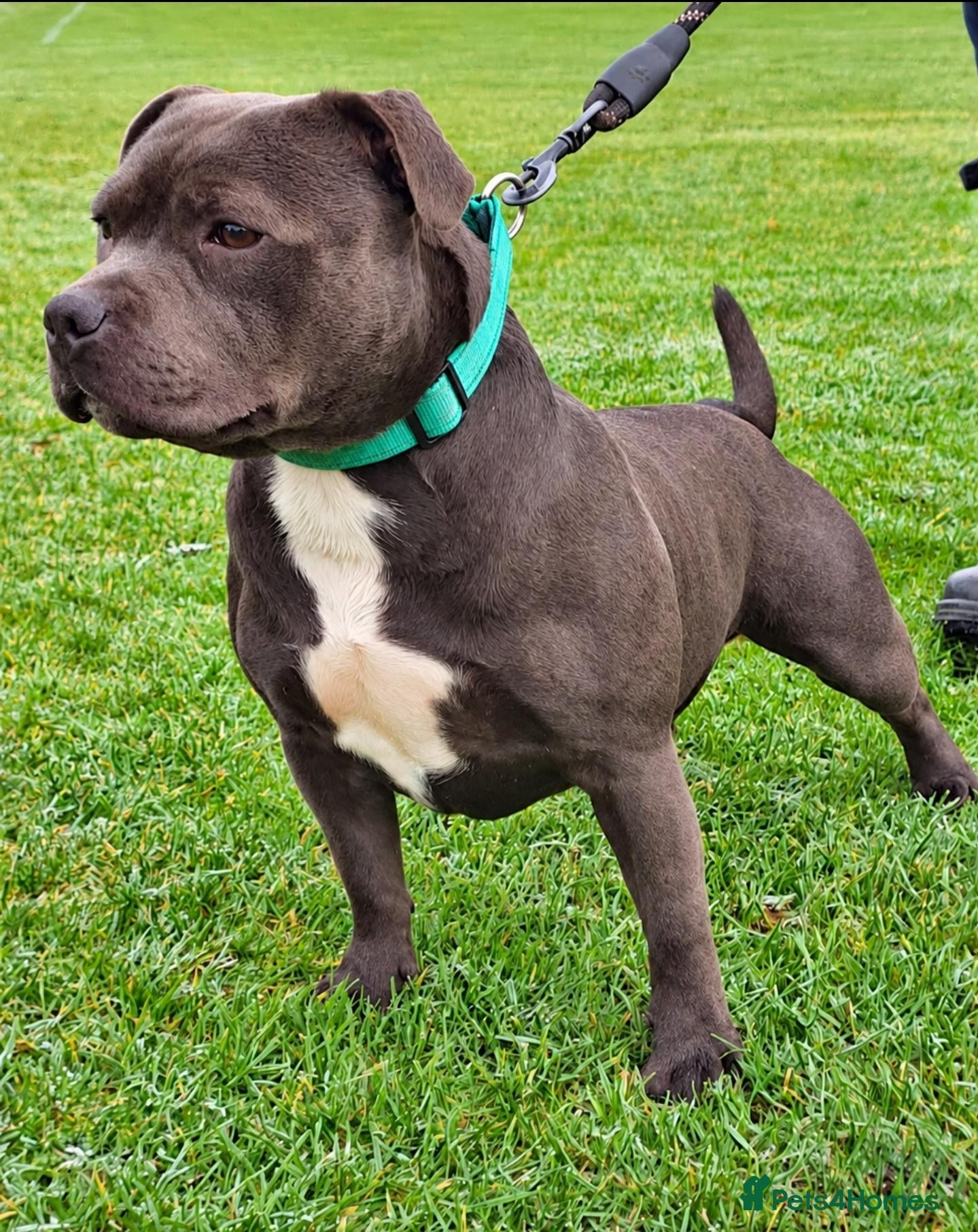 Staffordshire Bull Terrier dogs REZAVOIRES THE BLUE PRINCE,LICENSED,14 INCHES TALL - Advert 5