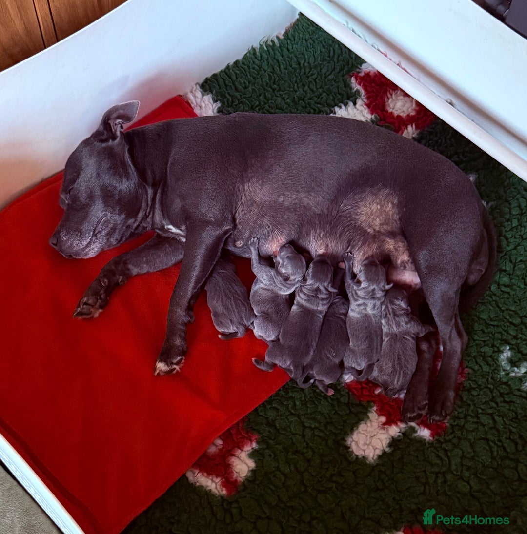 Staffordshire Bull Terrier dogs for sale: Health tested KC Staffordshire Bullterrier puppy’s - Image 11