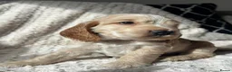 Cocker Spaniel dogs for sale: 6 KC Registered Show Type Cocker Spaniels - Advert 10