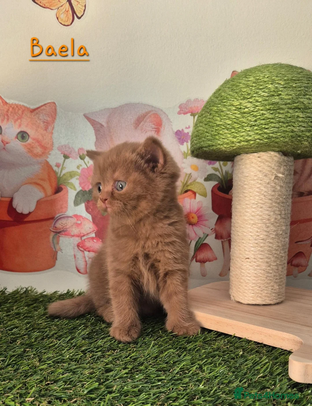 British Shorthair cats for sale: RESERVED * Beautiful TICA Registered kittens * - Advert 2