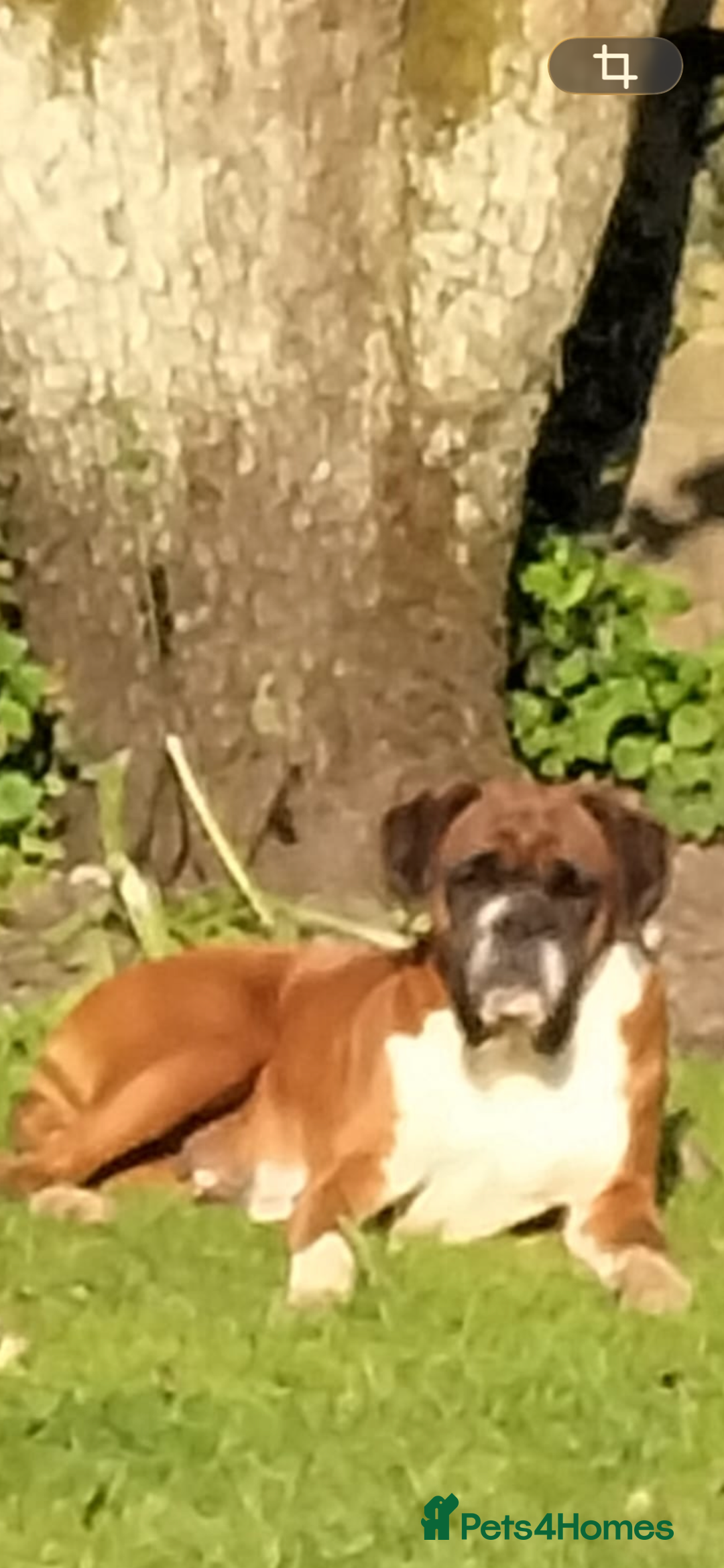 Boxer dogs for sale: Red and White Bobtail Girl - Advert 4