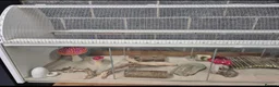 Hamster rodents for sale: Syrian hamster and cage in Sheffield - Advert 17