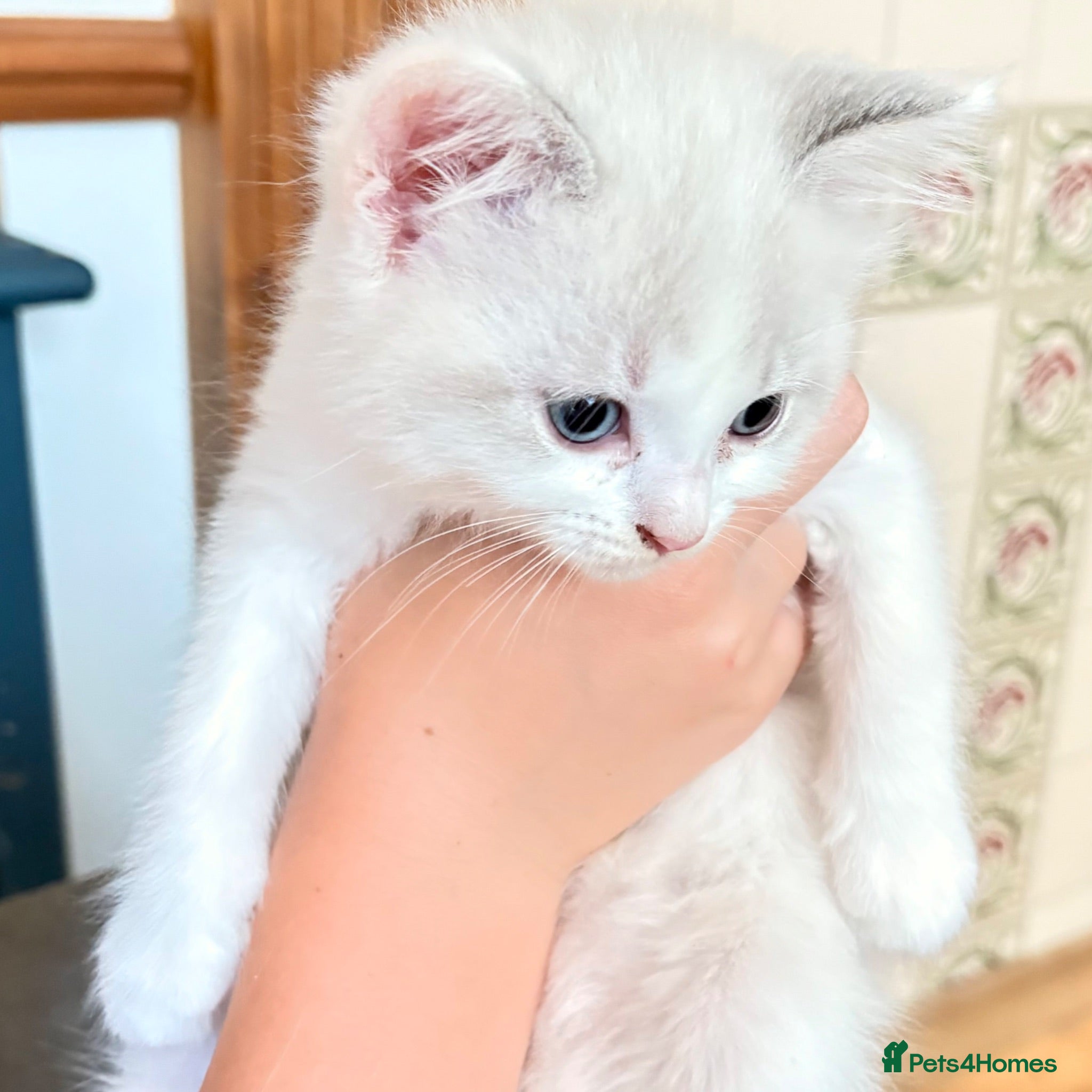 Ragdoll cats Female ragdoll - Advert 16