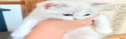 Ragdoll cats for sale: Female ragdoll in Tunbridge Wells - Advert 3