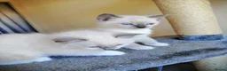 Ragdoll cats for sale: Ragdoll kittens  - Advert 6