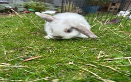 Mini Lop rabbits for sale: Mini lops - Image 6