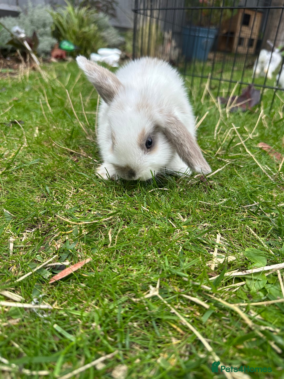 Mini Lop rabbits for sale: Mini lops - Image 6