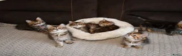 Siberian cats for sale: Pedigree Siberian Kittens from Tunguska House - Advert 11