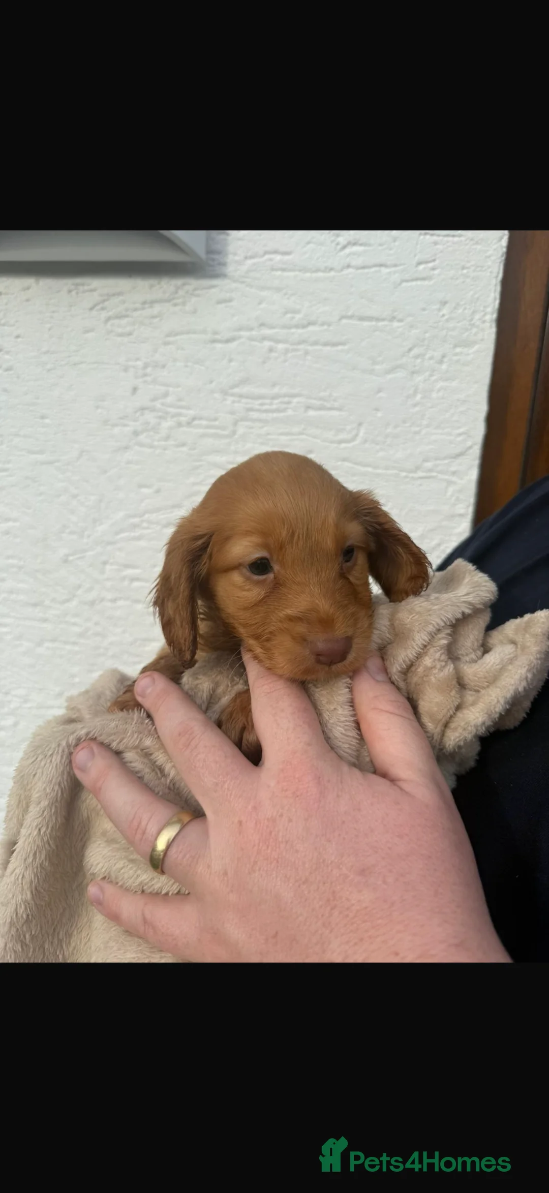 Cocker Spaniel dogs for sale: Cocker spaniel puppies  - Advert 2