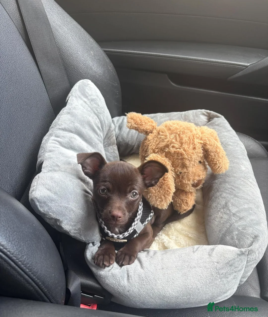 Chihuahua dogs for sale: Beautiful Chihuahua Boy for Sale - Advert 1