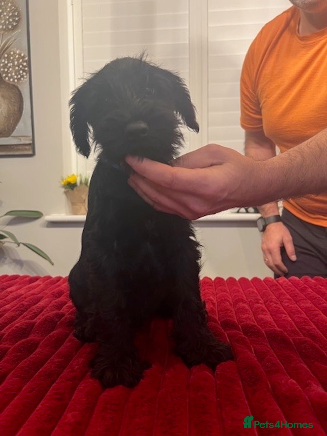 Miniature Schnauzer dogs for sale: Black Miniature Schnauzer Puppies  - Advert 12