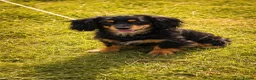 Cockapoo dogs for sale: 🩷4 beautiful cockapoo puppies 🩷 - Advert 5