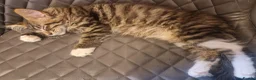 Maine Coon cats for sale: The last MaineCoon female and the last mix female. - Advert 2