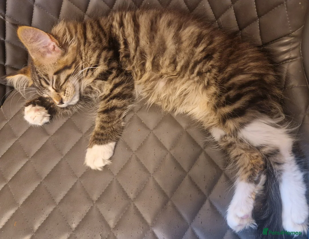 Maine Coon cats for sale: The last MaineCoon female and the last mix female. - Advert 2