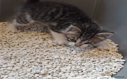 Mixed Breed cats for sale: Lovely Bengal x kittens for sale. - Advert 16