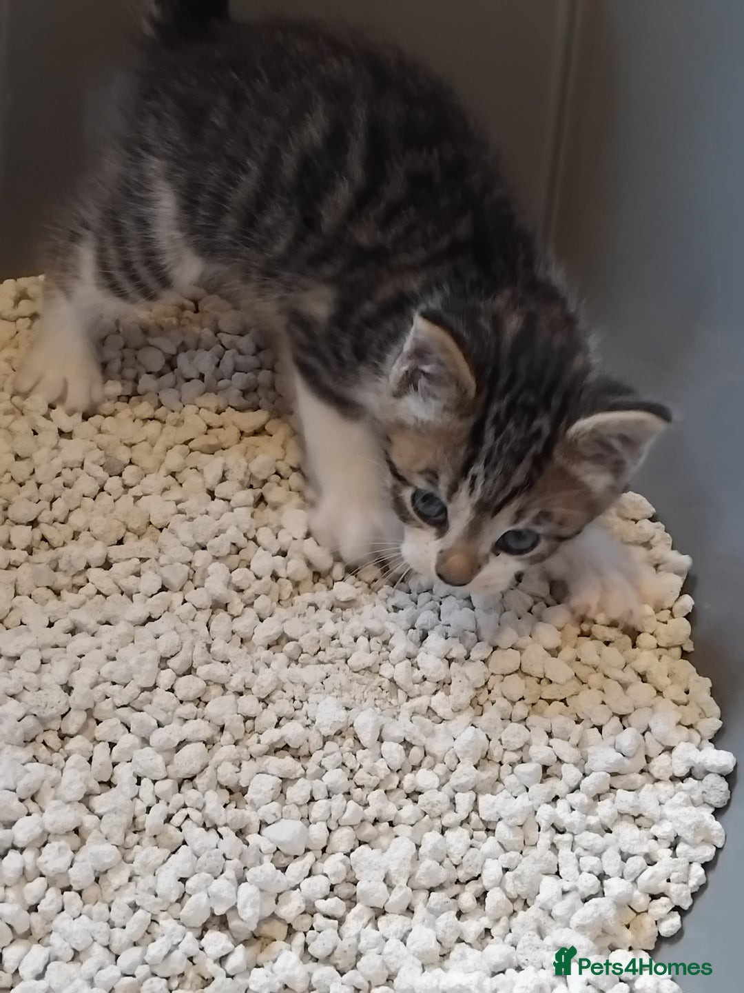 Mixed Breed cats for sale: Lovely Bengal x kittens for sale. - Advert 16