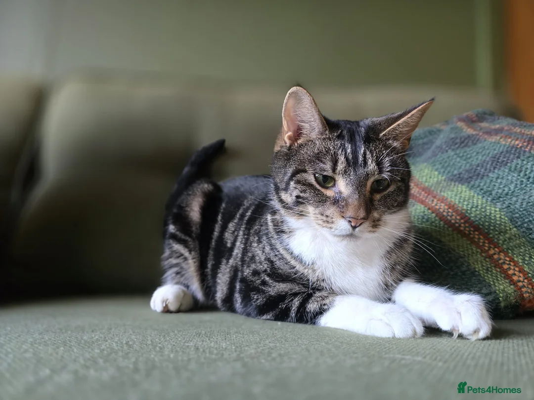 Domestic Shorthair cats for sale: 🌞Beautiful Maud looking for new home🌞 - Advert 2