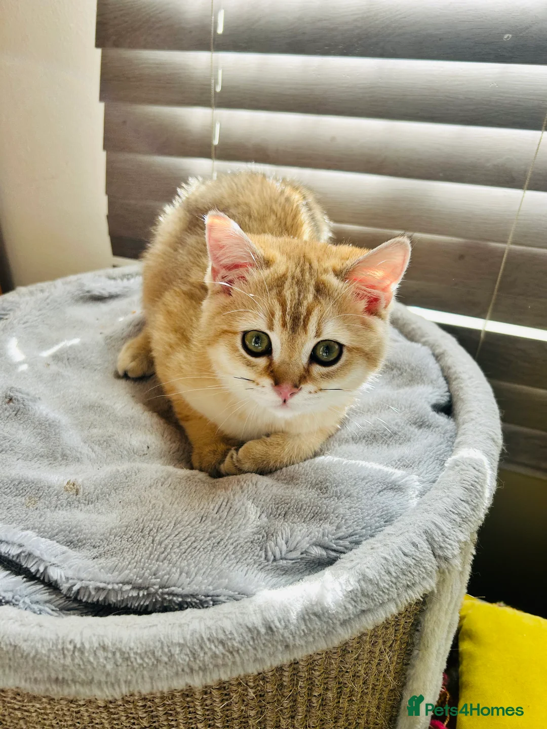 Scottish Fold cats for sale: Beautiful Golden Chinchilla kittens  - Advert 17