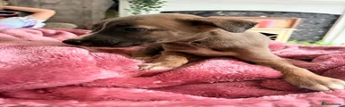 Lurcher 4