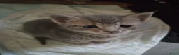 Mixed Breed cats for sale: Adorable beautiful kittens  - Advert 11