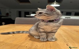 British Shorthair cats for sale:  BSH Female Grey Stripe Kitten - Image 6