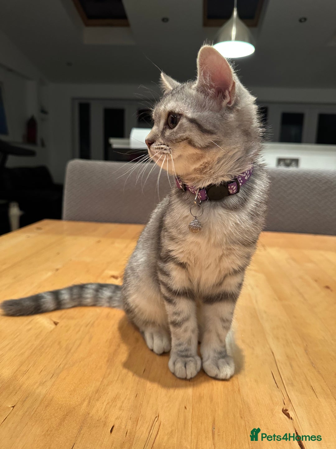 British Shorthair cats for sale:  BSH Female Grey Stripe Kitten - Image 6