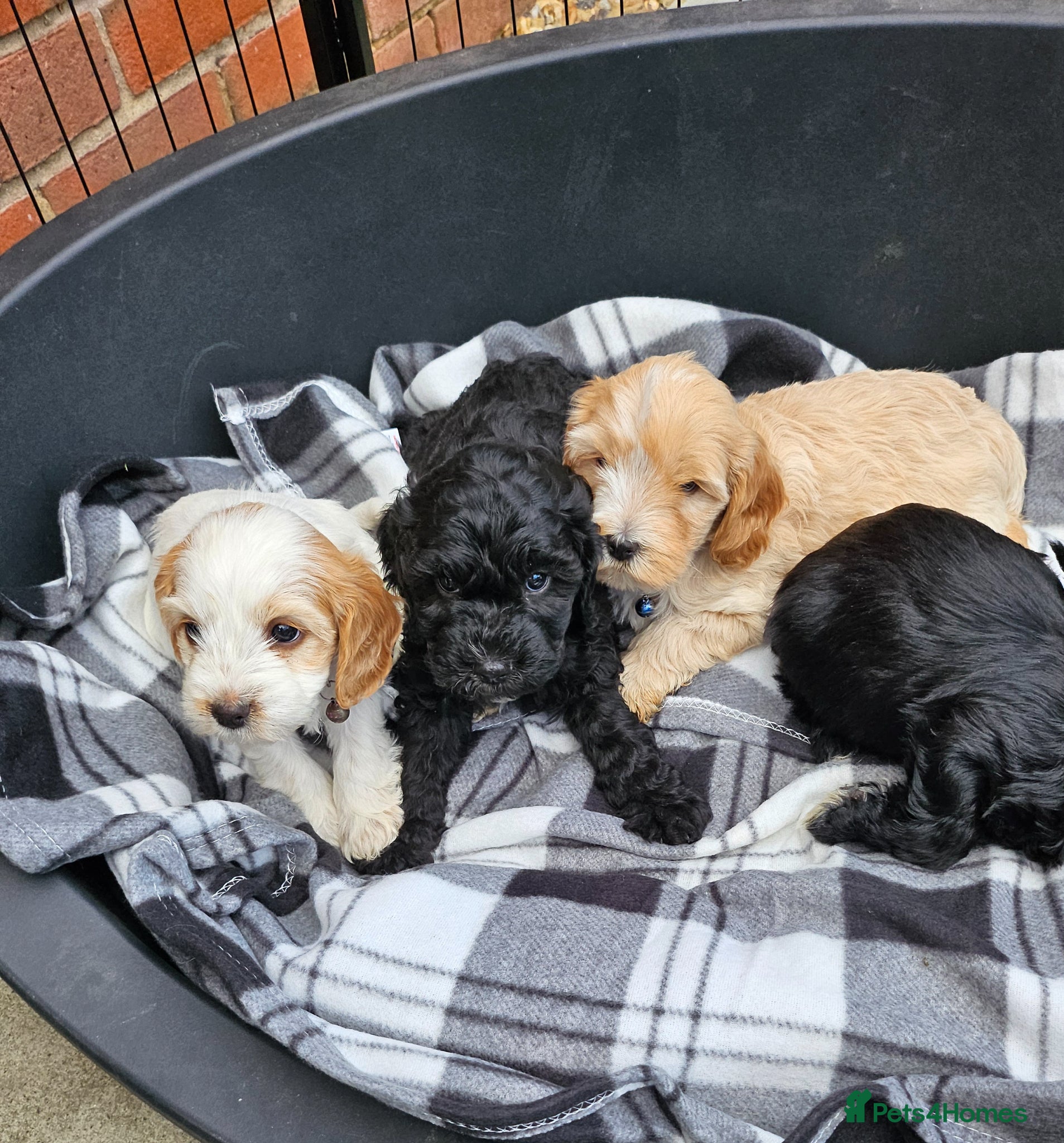 Cockapoo dogs 7 beautiful little cockerpoo puppies 🐶🐶 - Advert 2