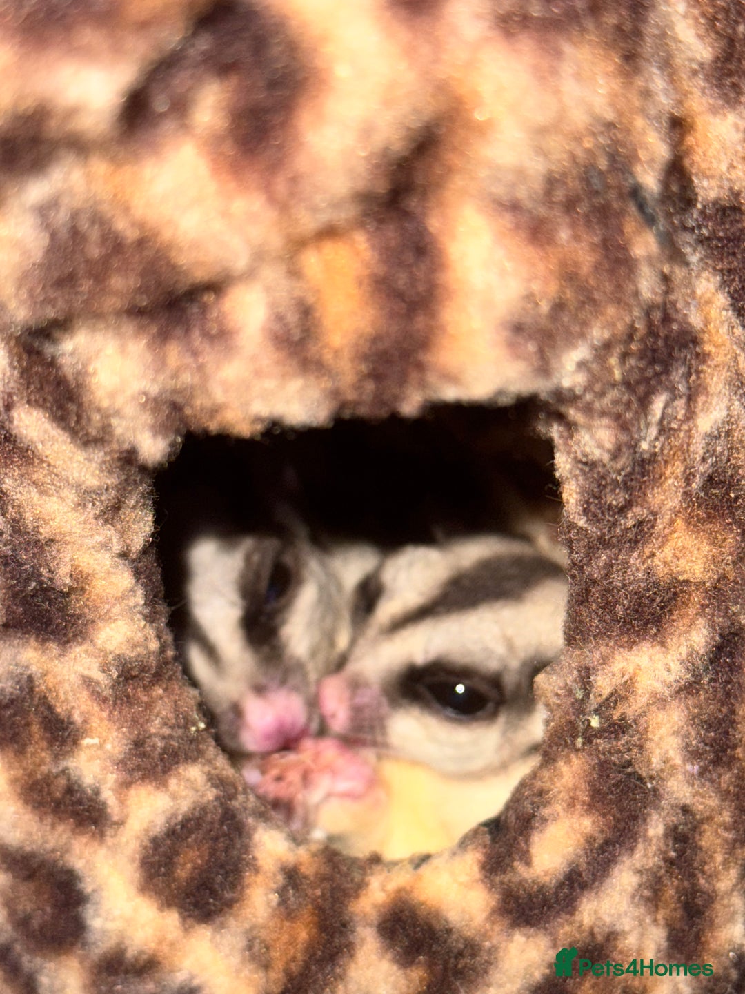 Sugar Glider rodents for sale: 3 Sugar Gliders for sale - Image 6