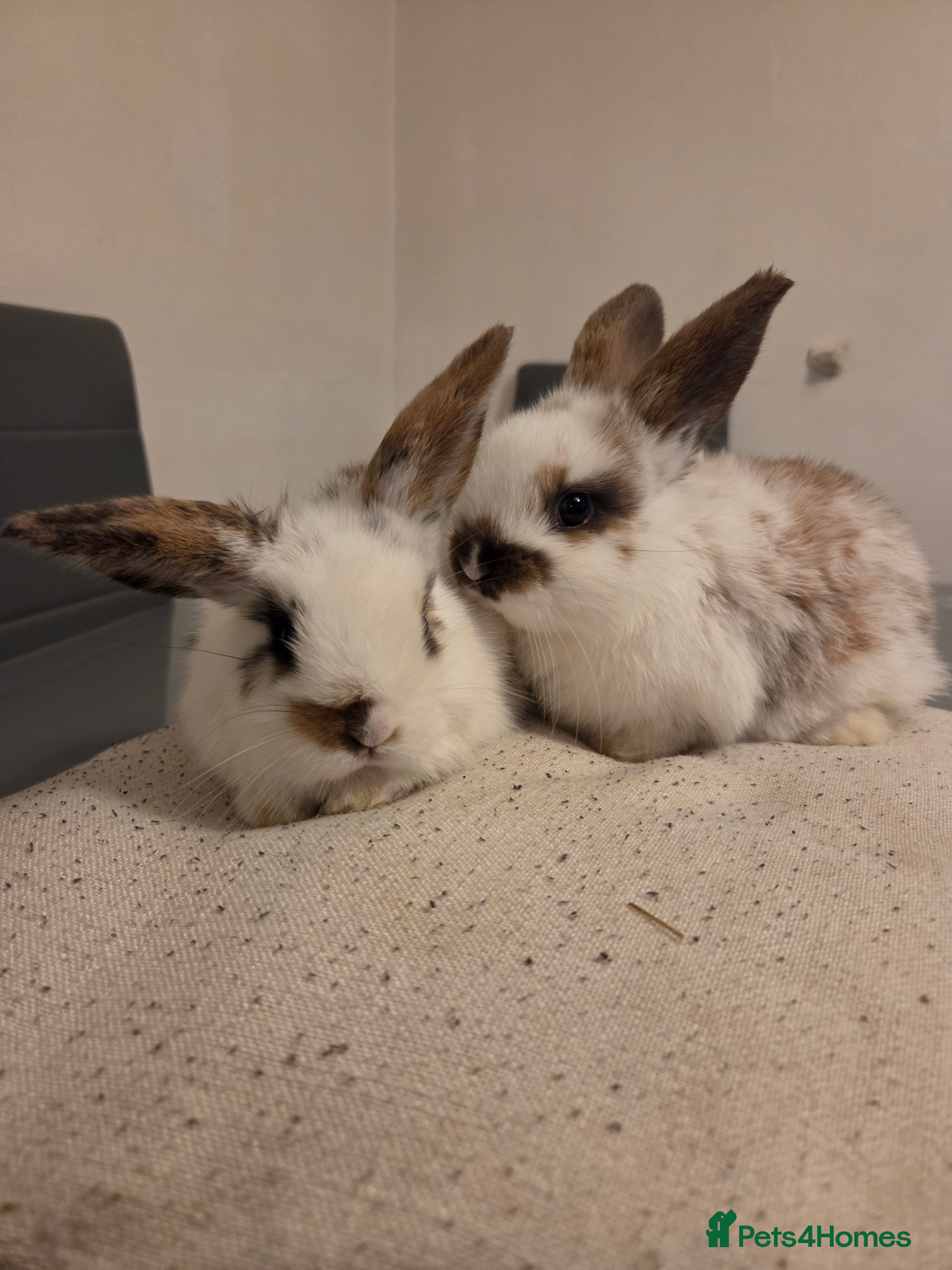 Mini Lop rabbits Stunning mini lop x LAST TWO REMAINING - Advert 6