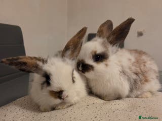 Mini Lop rabbits Stunning mini lop x LAST TWO REMAINING - Advert 11