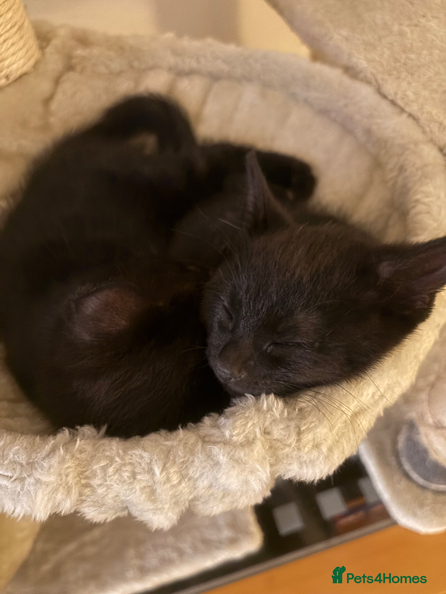 Mixed Breed cats for sale: 3 black kittens (boys) - Advert 11