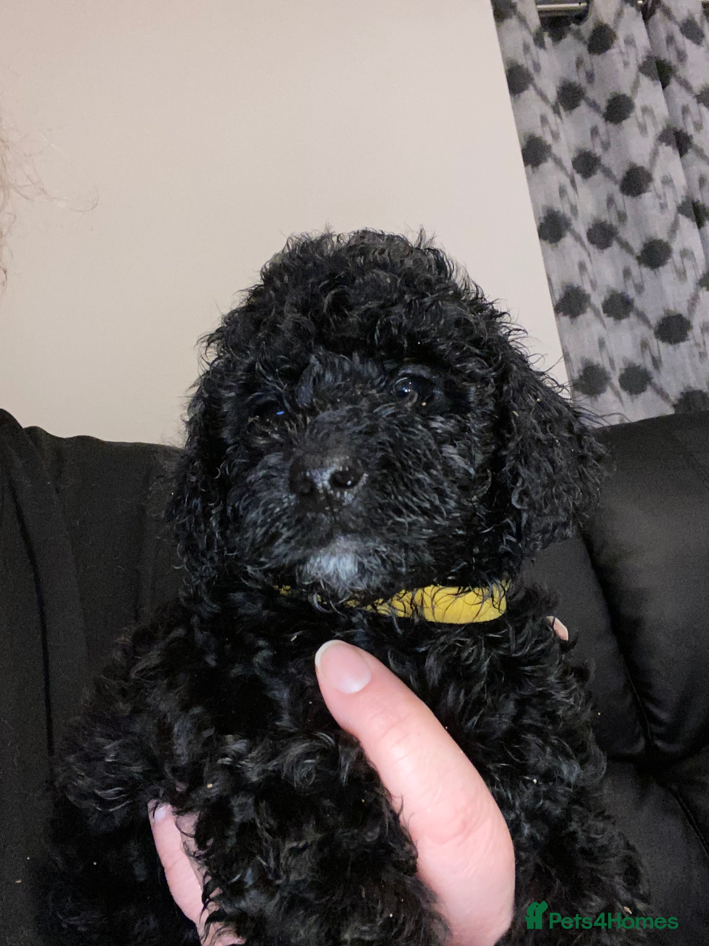 Toy Poodle dogs Beautiful Toy Poodle Pups Ready to Reserve Now - Advert 12