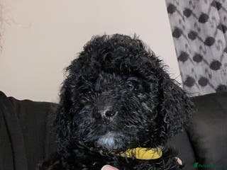 Toy Poodle dogs Beautiful Toy Poodle Pups Ready to Reserve Now - Advert 6
