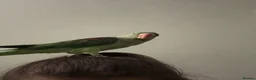 Parrots birds for sale: Alexandrine hand tame (NOT HAND REARED) - Advert 6