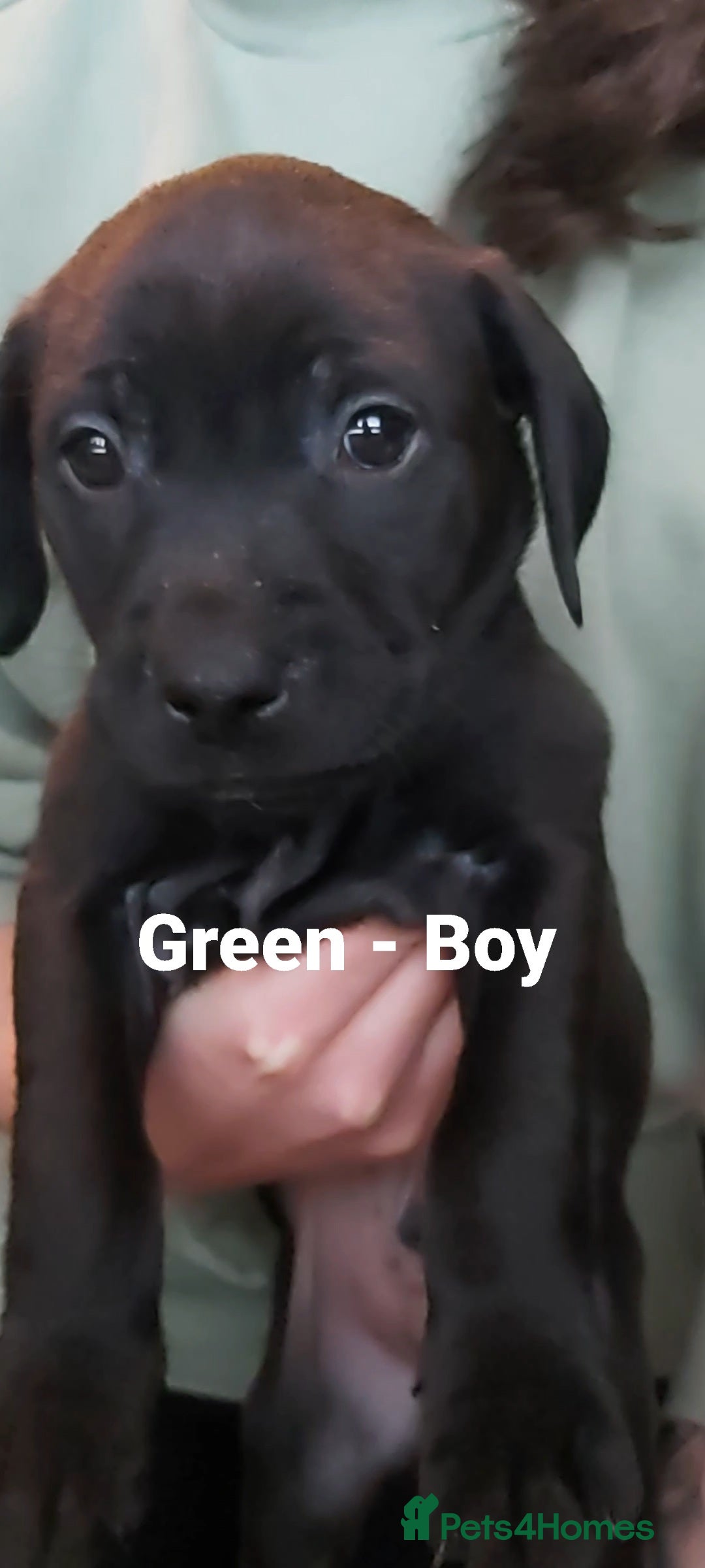 Mixed Breed dogs for sale: Lab Cross Puppies for Sale - Image 10