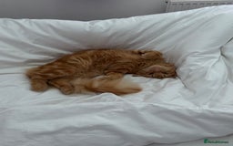 Mixed Breed cats for sale: Ginger Male Ragdoll - Image 10