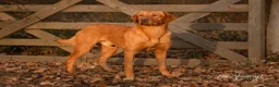 Labrador Retriever dogs for sale: KC Fox Red Labrador Pups FTCH Sire - Health Tested - Advert 20