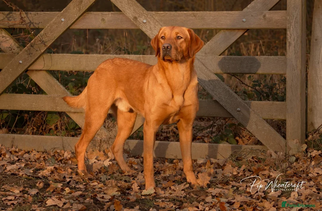 Labrador Retriever dogs for sale: KC Fox Red Labrador Pups FTCH Sire - Health Tested - Advert 20