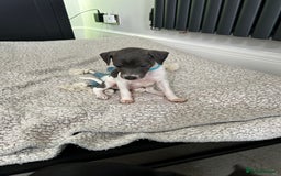 Italian Greyhound dogs for sale: Gorgeous iggy pups - Image 4