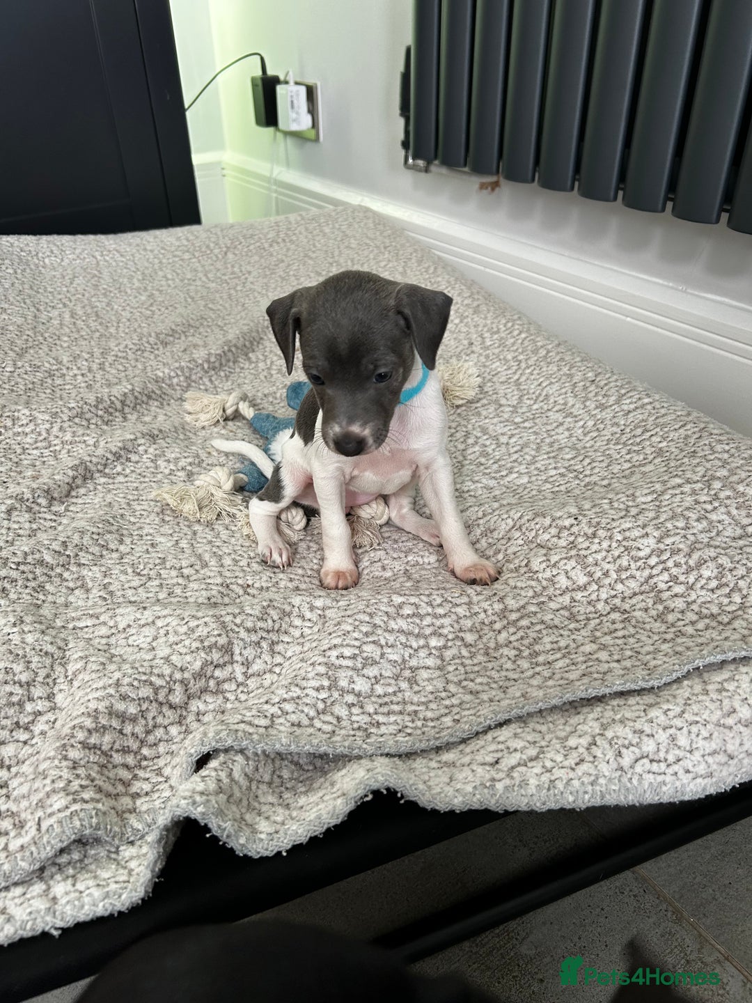 Italian Greyhound dogs for sale: Gorgeous iggy pups - Image 4