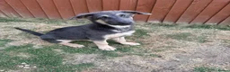 German Shepherd dogs for sale: RARE BLUE GERMAN SHEPHERD PUPPY LASY ONE KC - Advert 3