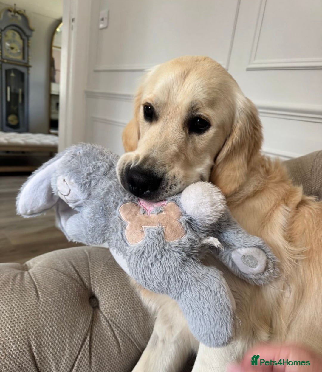 Golden Retriever dogs for stud: Show type KC registered, golden retriever for stud - Advert 5