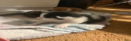 Domestic Shorthair cats for sale: Kittens for sale  - Advert 5