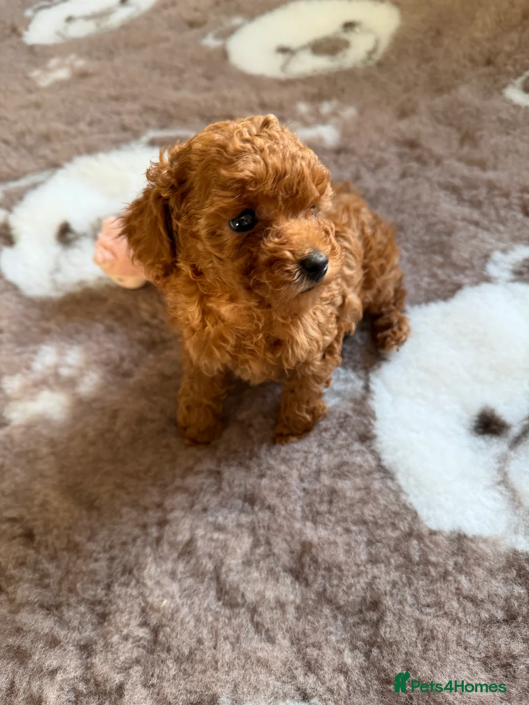 Toy Poodle dogs for sale: Outstanding KC reg Red Toy Poodles  - Advert 14
