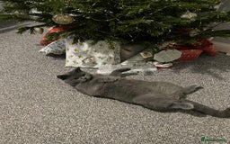 British Shorthair cats for sale: British short hair for sale  - Image 2